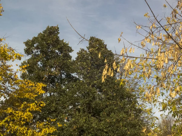 Sonbahar saati, şehirde sonbahar, bir gölet ile kentsel sonbahar manzara, insanlar yürüyüş ve diğer eğlenceli