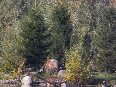 Sonbahar saati, şehirde sonbahar, bir gölet ile kentsel sonbahar manzara, insanlar yürüyüş ve diğer eğlenceli