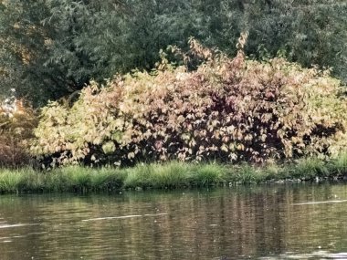 Sonbahar saati, şehirde sonbahar, bir gölet ile kentsel sonbahar manzara, insanlar yürüyüş ve diğer eğlenceli