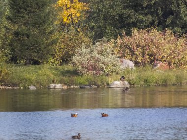Sonbahar saati, şehirde sonbahar, bir gölet ile kentsel sonbahar manzara, insanlar yürüyüş ve diğer eğlenceli