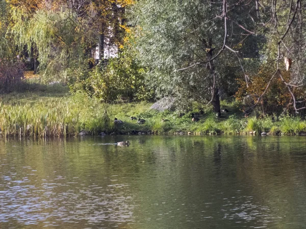 Sonbahar saati, şehirde sonbahar, bir gölet ile kentsel sonbahar manzara, insanlar yürüyüş ve diğer eğlenceli