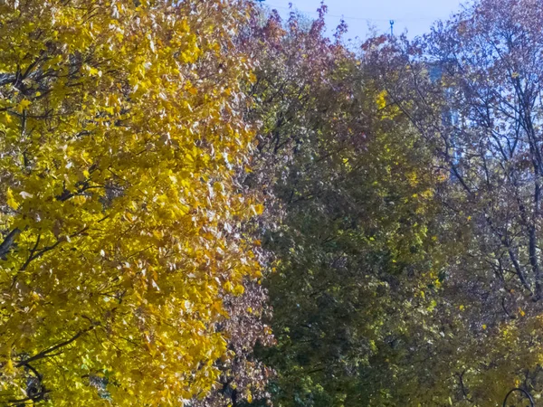 Follaje contra el cielo azul. Tiempo de otoño, otoño en la ciudad, paisaje urbano de otoño con un estanque, gente caminando y otra diversión —  Fotos de Stock