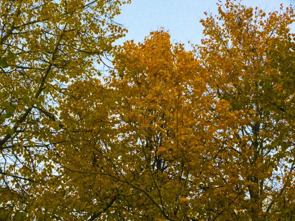 Follaje contra el cielo azul. Tiempo de otoño, otoño en la ciudad, paisaje urbano de otoño con un estanque, gente caminando y otra diversión —  Fotos de Stock