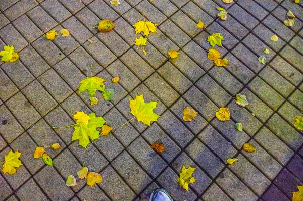 道路上の葉、道路タイル上の落ちた葉。秋、市内の秋、歩く人など — ストック写真