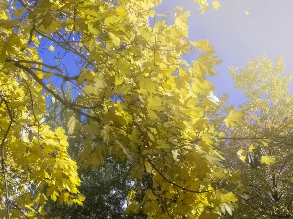Mavi gökyüzüne karşı yapraklar. Sonbahar zamanı, şehirde sonbahar, sonbahar manzarası — Stok fotoğraf