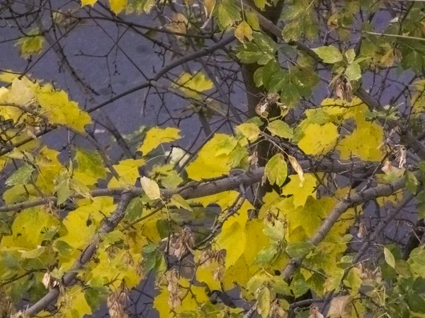 Follaje contra el cielo azul. Otoño, otoño en la ciudad, paisaje otoñal —  Fotos de Stock