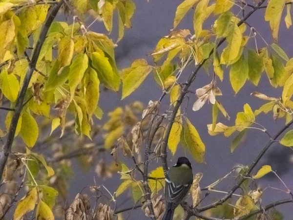 새는 잎의 배경에 대한 가을에 가지에 앉아 — 스톡 사진