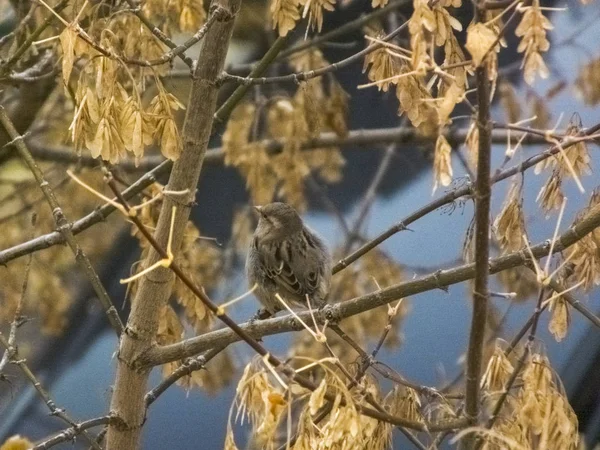 Pasărea stă pe o ramură în toamnă pe fundalul frunzelor — Fotografie, imagine de stoc