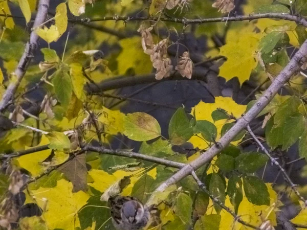 Птах сидить на гілці восени на фоні листя — стокове фото