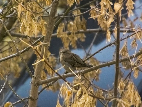 Kuş yaprakların arka planına karşı sonbaharda bir dal üzerinde oturur