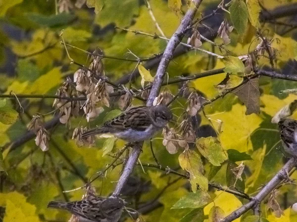 O pássaro senta-se em um ramo no outono contra o fundo das folhas — Fotografia de Stock