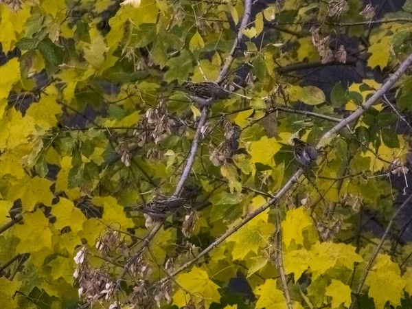 El pájaro se sienta en una rama en otoño sobre el fondo de las hojas —  Fotos de Stock