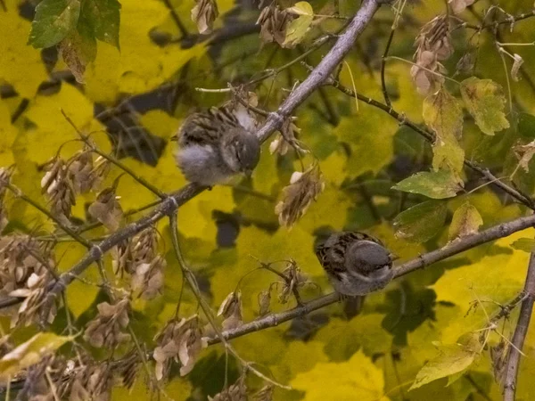 Kuş yaprakların arka planına karşı sonbaharda bir dal üzerinde oturur