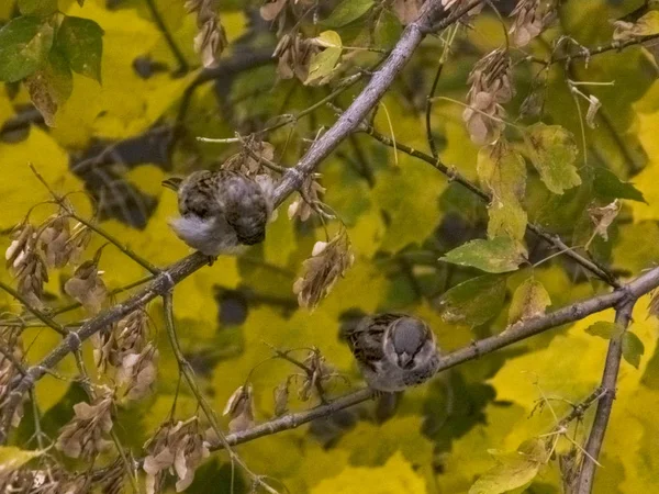 Pasărea stă pe o ramură în toamnă pe fundalul frunzelor — Fotografie, imagine de stoc