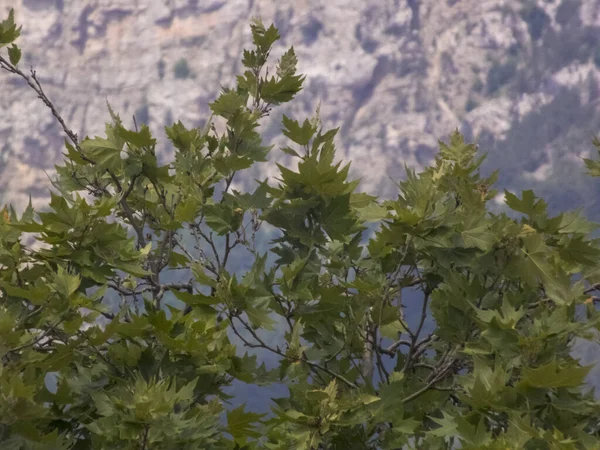 Dağların arkaplanındaki yapraklar