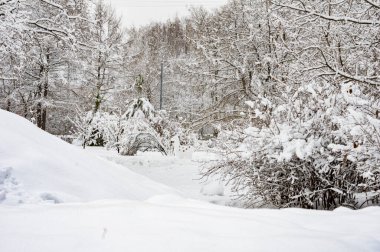 Kış manzarası, ağaçlar, orman, çalılık, kar yığınları