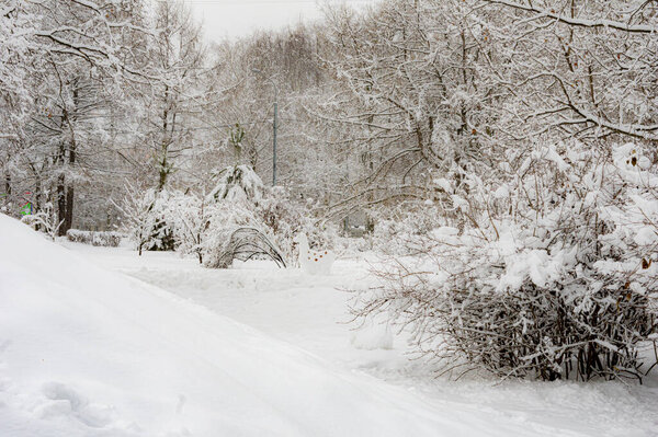 Winter landscape, trees, forest, thicket, snowdrifts. High quality photo