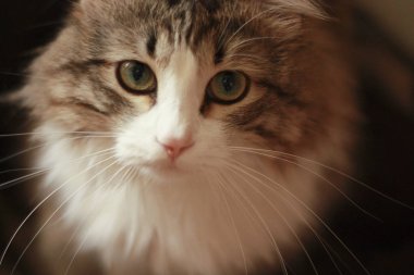 Hipnotik kedi üzgün bak kamera closeup