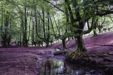 Bizkaia eski ağaçlar