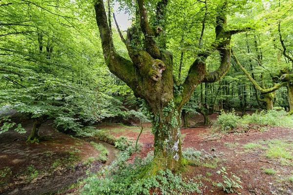 Bizkaia eski ağaçlar