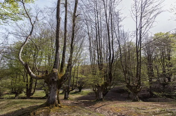 Bizkaia Eski Ağaçlar — Stok fotoğraf