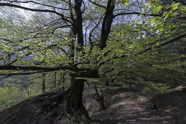 Bizkaia Eski Ağaçlar — Stok fotoğraf