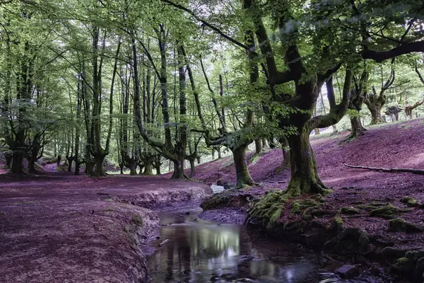 Bizkaia eski ağaçlar