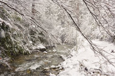 karlı manzara vahşi rivwe