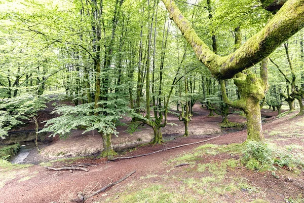 Pohled Krásný Les — Stock fotografie