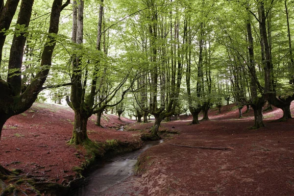 风景秀丽的森林 — 图库照片