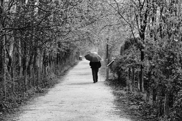 Sentiero Nel Bosco — Foto Stock