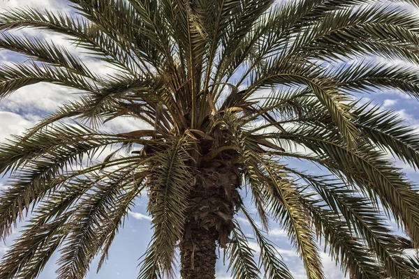 Günbatımı Palm — Stok fotoğraf