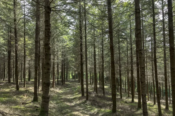 Den Gröna Skogen — Stockfoto