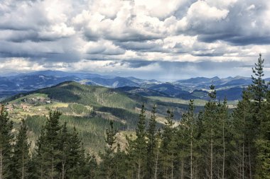 Ormanda Kurtlar Vadisi