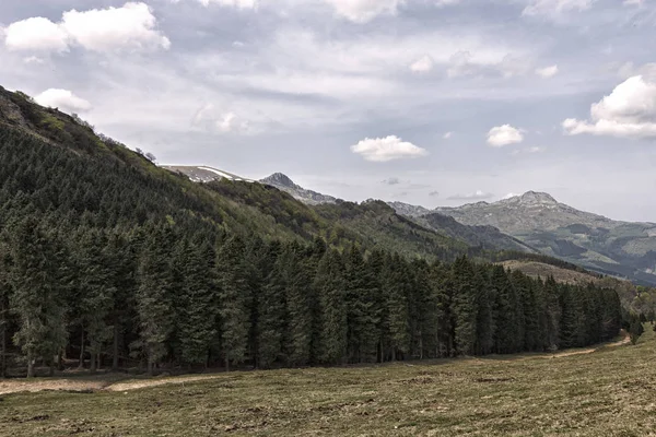 Forest Valley — Stock Photo, Image