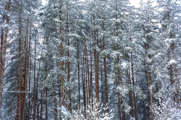 Forest North Spain — Stock Photo, Image