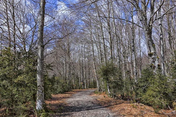 Forest North Spain — Stock Photo, Image