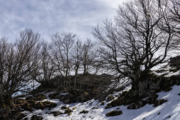 スペイン北部の森林 — ストック写真