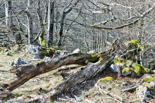 Spanya Nın Kuzeyinde Orman — Stok fotoğraf