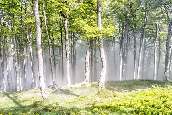 Espanjan Pohjoisosan Metsä — kuvapankkivalokuva