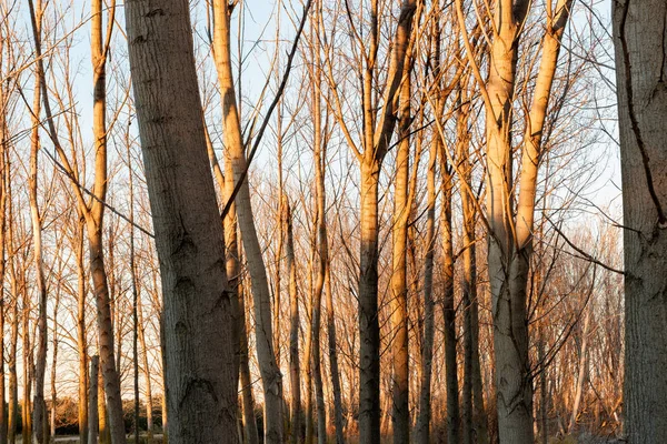 Göldeki Ağaçlar — Stok fotoğraf