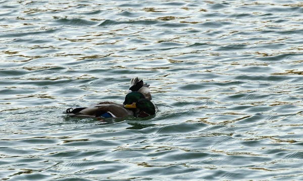 Canards Sauvages Dans Jardin — Photo