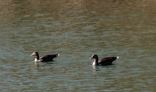 Canards Sauvages Dans Jardin — Photo