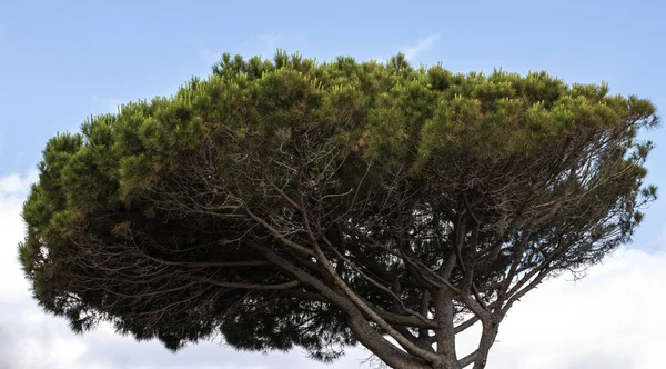 Árvores Uma Floresta Costa Brava — Fotografia de Stock