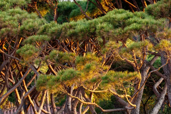 Árvores Uma Floresta Costa Brava — Fotografia de Stock