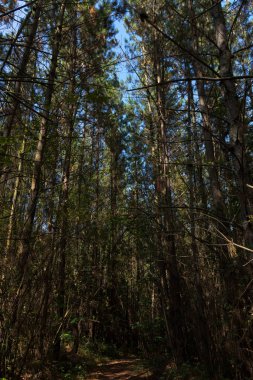 İspanya 'nın kuzeyinde orman