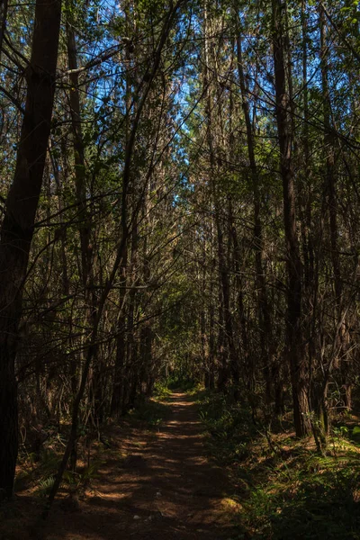 Forest North Spain — Stock Photo, Image