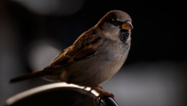 Küçük bir serçe manzarası