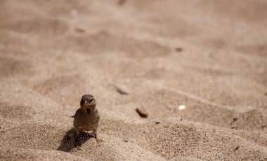 Küçük bir serçe manzarası