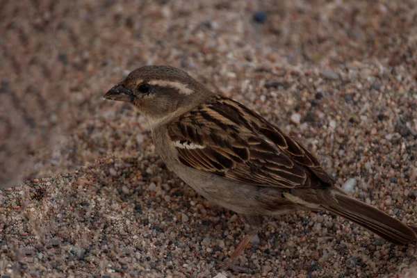 Blick Auf Einen Kleinen Spatz — Stockfoto